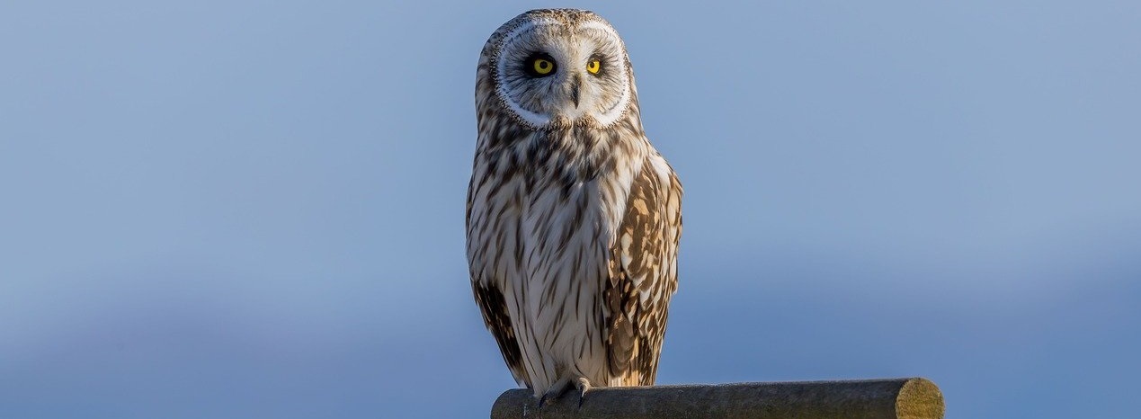 Codex 从零安装与初始化配置指南（附Windows/Linux脚本）